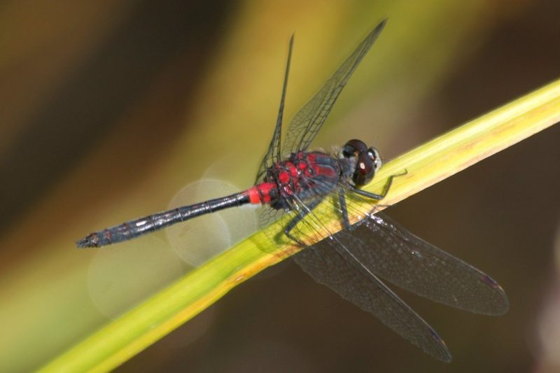 Dragonflies in Ohio