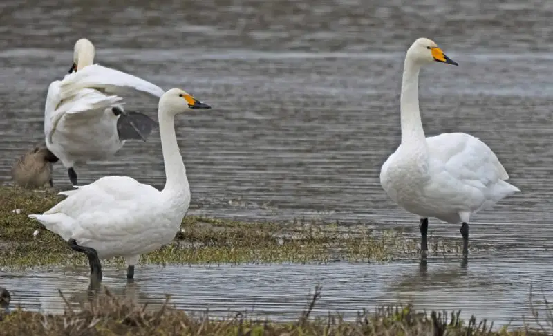 Swans in Minnesota