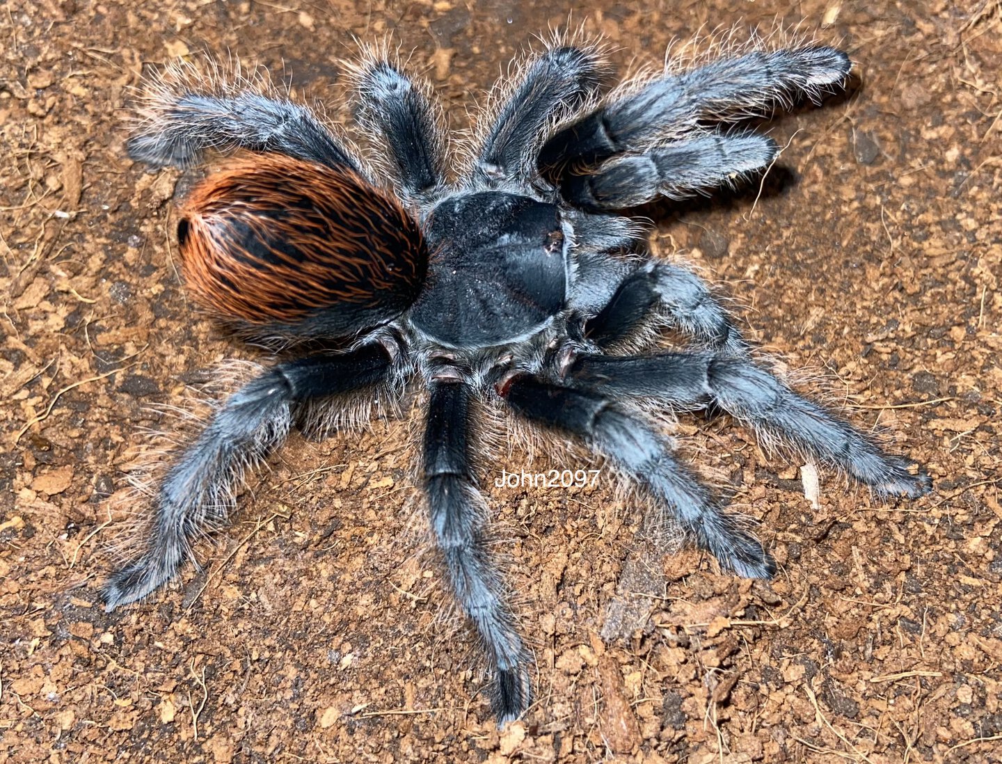 Tarantulas in Texas