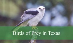 33 Birds of Prey in Texas (With Pictures and Identification)