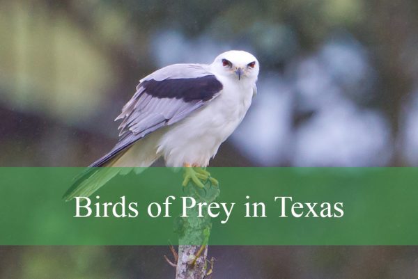 Birds of Prey in Texas