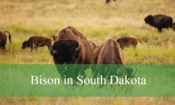 What’s So Unique About Bison in South Dakota? Let’s Explore