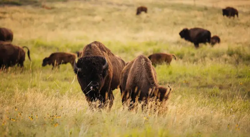 Bison in South Dakota