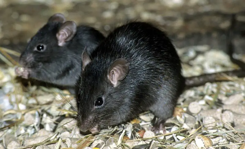 Rodents in Hawaii