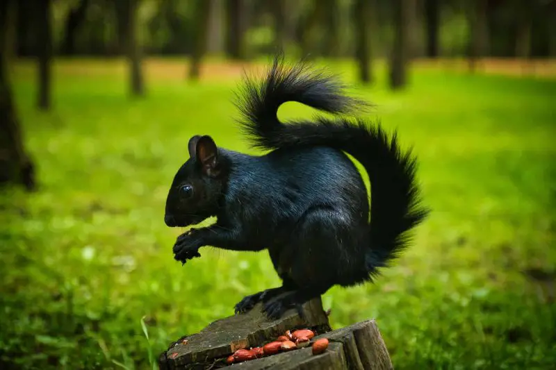 Black Squirrels in Wisconsin