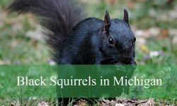 Discover the Mystery Behind Black Squirrels in Michigan