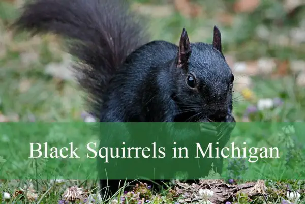 Black Squirrels in Michigan
