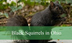 Black Squirrels in Ohio Explained: Facts, Behavior, and Habitat