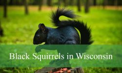 The Unique Behavior and Habitat of Black Squirrels in Wisconsin