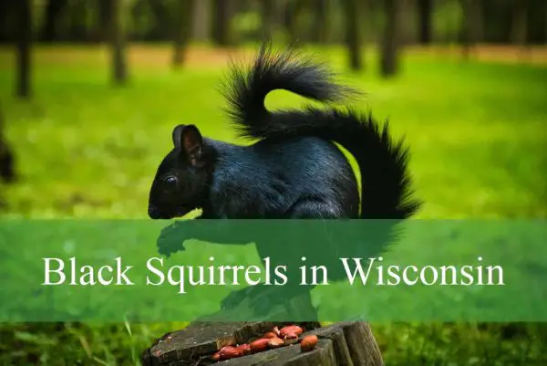 Black Squirrels in Wisconsin