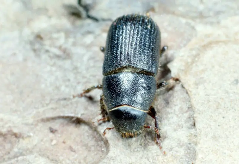 Beetles in Georgia