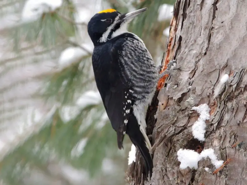 Woodpeckers in Missouri