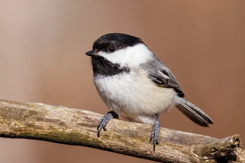 Common Birds in Massachusetts