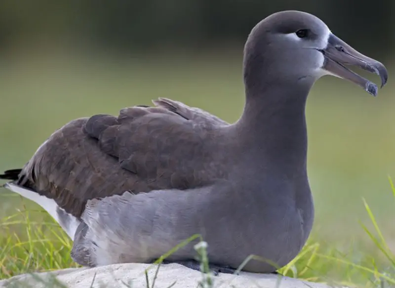 Common Birds in Hawaii