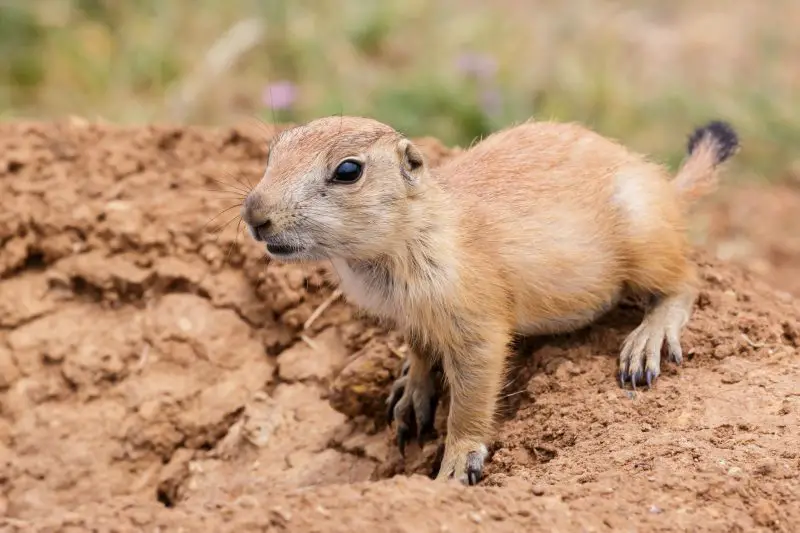Prairie Dogs in Texas