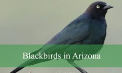 22 Blackbirds in Arizona (With Pictures and Identification)
