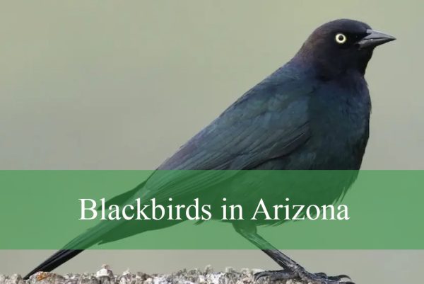 Blackbirds in Arizona