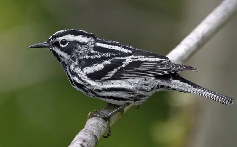 Warblers in Wisconsin