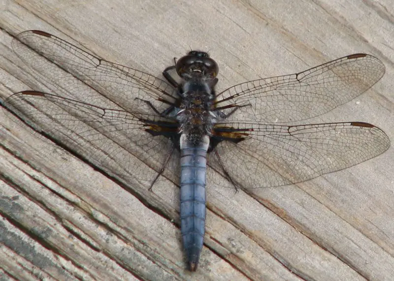 Dragonflies in Ohio
