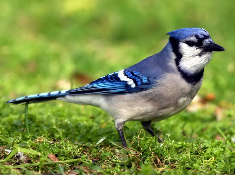 Types of Jays in Minnesota
