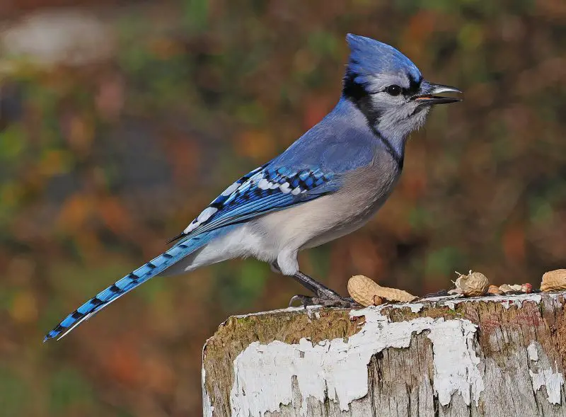 Common Birds in Missouri