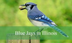 Blue Jays in Illinois: Types, Habits, and Top Locations to Watch