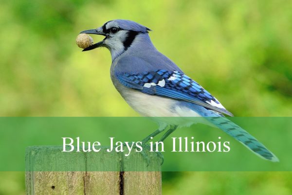Blue Jays in Illinois