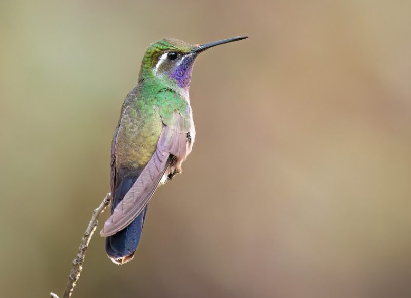 Hummingbirds in New Mexico