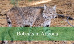 Are Bobcats in Arizona Crossbreeding with Domestic Cats