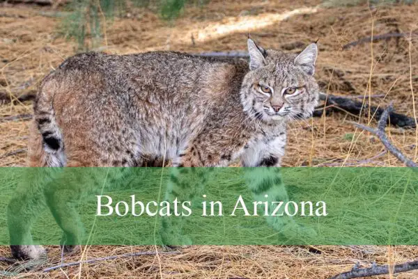 Bobcats in Arizona