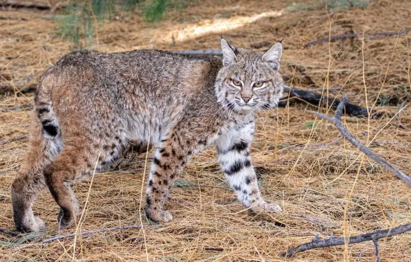 Bobcats in Arizona