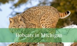 The Secret Lives of Bobcats in Michigan You Didn’t Know About