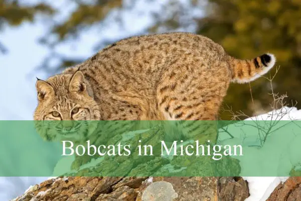 Bobcats in Michigan