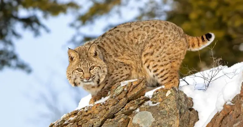 Bobcats in Michigan