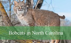 The Hidden World of Bobcats in North Carolina