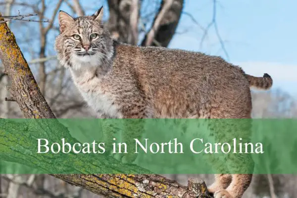 Bobcats in North Carolina