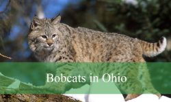 Bobcats in Ohio: Everything You Need to Know