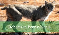 Bobcats in Pennsylvania: Types, Behavior, and Best Viewing Spots
