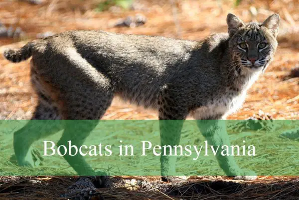 Bobcats in Pennsylvania