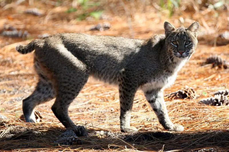 Bobcats in Pennsylvania