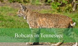 What Is the Typical Breeding Season for Bobcats in Tennessee