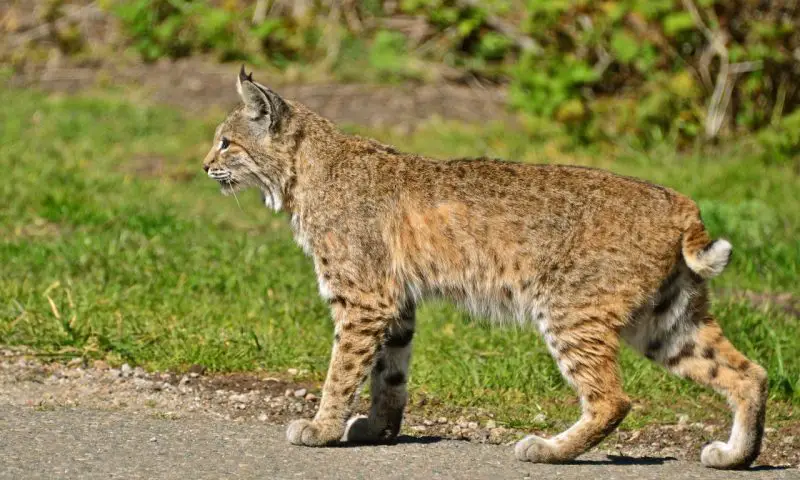 Bobcats in Tennessee