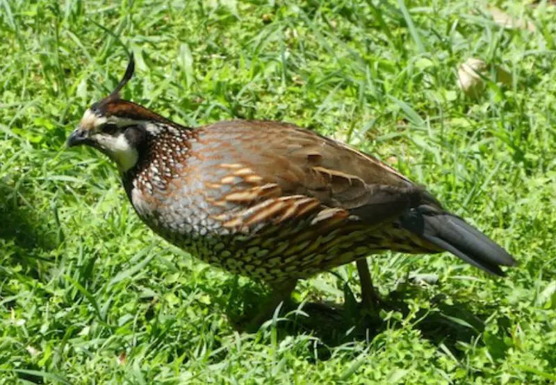 Quails in Georgia