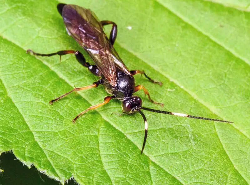 Wasps in Georgia