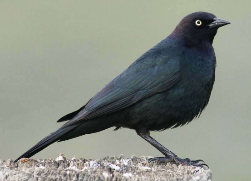 Blackbirds in Arizona
