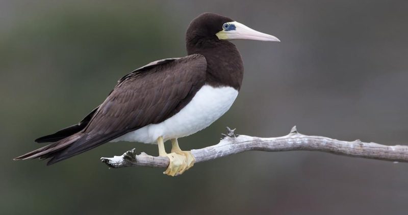 Common Birds in Hawaii