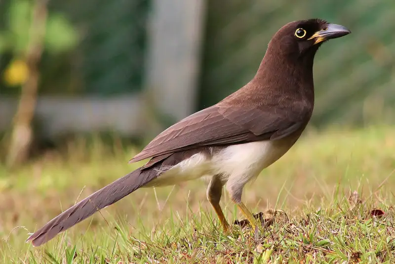 Jays in Florida