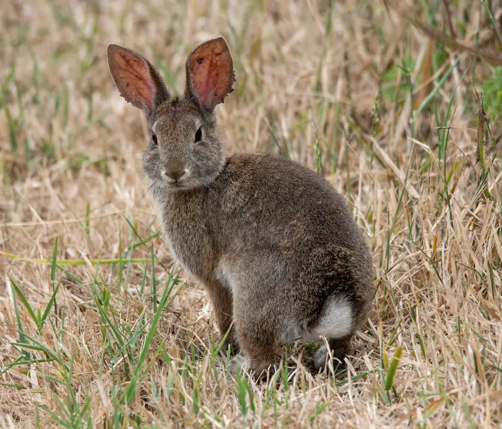 Wild Rabbits in California