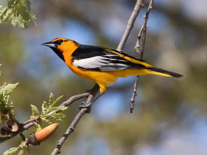 Blackbirds in Arizona