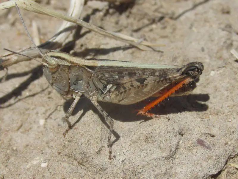 Grasshoppers in California